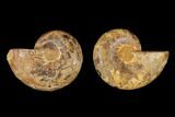 Cut & Polished Agatized Ammonite Fossil- Jurassic #131708-1